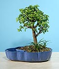 ieki izmir bonsai japon minyatr saks iei i mekan bitkileri ss bitkisi
