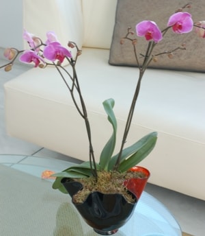 vazo ierisinde tek dal saks orkide iei cicek izmir 