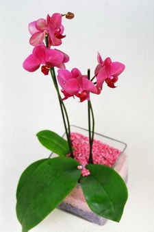 vazo ierisinde tek dal saks orkide iei izmir ieki 
