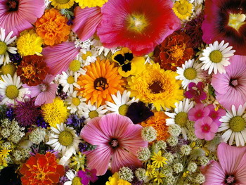 İzmir çiçekçilik - Düğün organizasyon firması