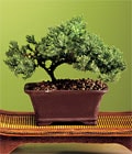 çiçekçi firmasından bonsai bitkisi minyatür ağaç