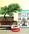 çiçek gönder Bonsai küçük japon ağacı iç mekan süs bitkisi