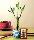 Lucky Bamboo ans melei iei bambu iei sevgililer gn ieki 