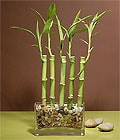 çiçekçi izmir bambu şans bambusu saksı çiçeği iç mekan bitkileri süs bitkisi