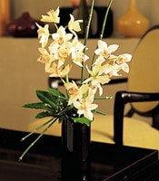 izmir kokulu çiçekçiniz 1 dal kesme orkide çiçeği aranjmanı