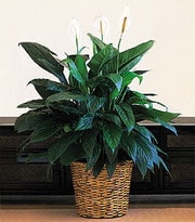 ieki dkkanndan  Spathiphyllum saks iei i mekan bitkileri ss bitkisi