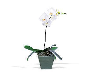 Saksıda tek dal orkide saksı çiçeği iç mekan bitkileri süs bitkisi izmire sipariş 