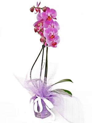 saksı bitkisi 1 dal orkide hediye çiçek siparişi 