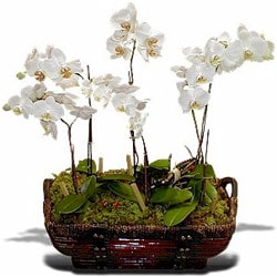 2 dal orkide saksı çiçeği sevgililer günü çiçekçi 