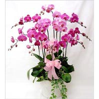 iki dal saksı orkide çiçeği salon süs bitkisi çiçek yollayın 