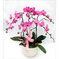 çiçek yollayın iki dal saksı orkide çiçeği