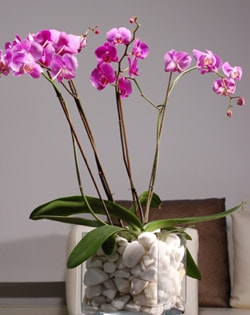 vazo içerisinde tek dal saksı orkide çiçeği bitkisi online çiçek siparişi 