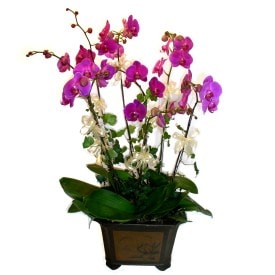 iki dal saksı orkide çiçeği saksı çiçekleri izmirdeki çiçekçinizden 