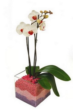 vazo içerisinde tek dal orkide çiçeği izmir hediye çiçekler 