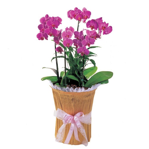 izmir çiçek gönder iki dal saksı orkide çiçeği bitkisi