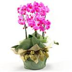 izmir cicek sipariş iki dal saksı orkide çiçeği