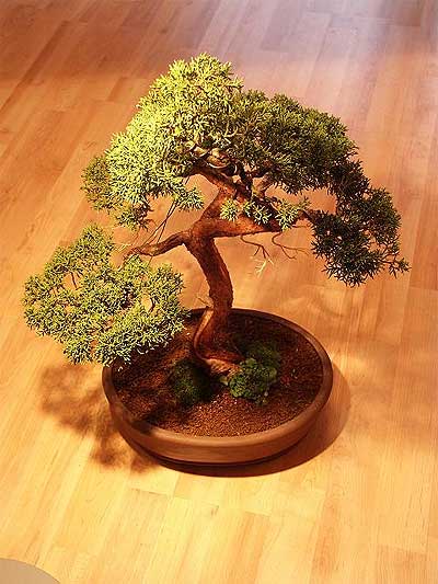 sevgililer gn ieki Bonsai kk japon aac i mekan ss bitkisi