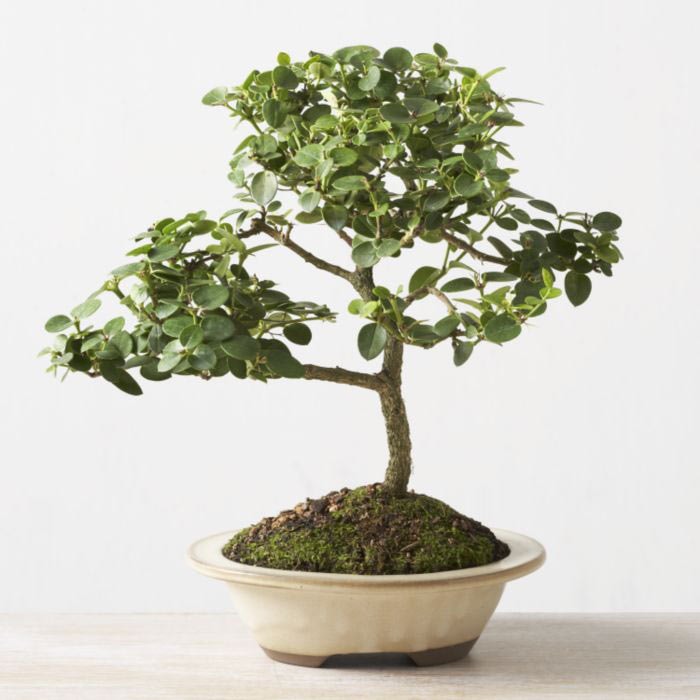 izmir iek yolla Bonsai kk japon aac i mekan ss bitkisi