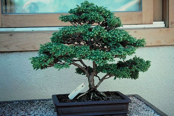 izmir uluslararas iekilik Bonsai kk japon aac i mekan ss bitkisi