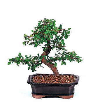 Minyatr aa Bonsai saks iei i mekan bitkileri ss bitkisi izmirde iekiler 