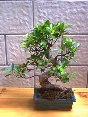 izmirdeki iekiler Bonsai kk japon aac i mekan ss bitkisi