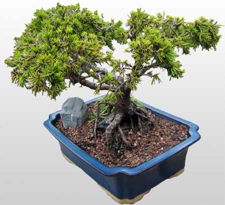 izmir iek siparii Bonsai kk japon aac i mekan ss bitkisi