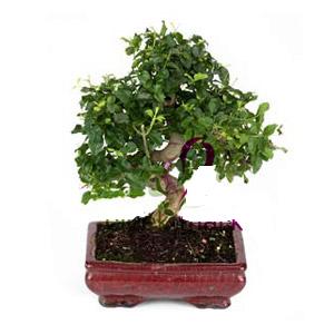 Bonsai kk japon aac i mekan ss bitkisi izmirde iek sat 