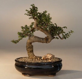 Bonsai kk japon aac i mekan ss bitkisi ieki adresleri 