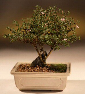 Bonsai kk japon aac i mekan ss bitkisi izmir hediye iekler 