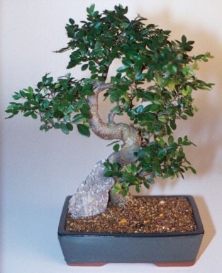 Bonsai kk japon aac i mekan ss bitkisi izmir ieki 