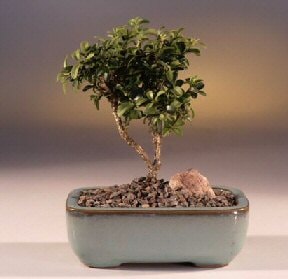 Bonsai kk japon aac i mekan ss bitkisi cicek izmir 