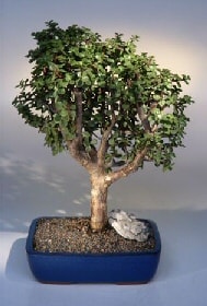 Bonsai kk japon aac i mekan ss bitkisi online iek siparii 