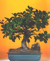 Bonsai kk japon aac i mekan ss bitkisi izmire iek gnder 