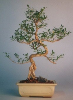 Bonsai kk japon aac i mekan ss bitkisi izmirde ieki 