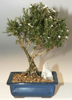 Bonsai kk japon aac i mekan ss bitkisi izmire cicek 