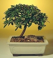 Bonsai kk japon aac i mekan ss bitkisi izmire iek yolla 