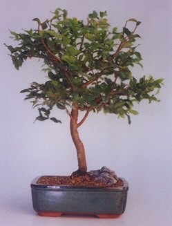 Bonsai kk japon aac i mekan ss bitkisi ieki firmasndan 