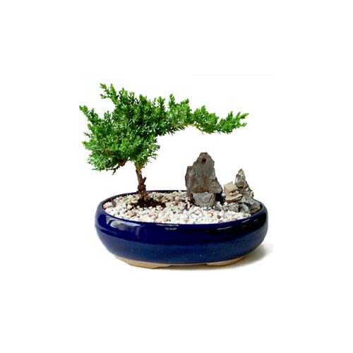 Bonsai kk japon aac i mekan ss bitkisi hediye iek siparii 