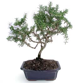 Bonsai kk japon aac i mekan ss bitkisi izmir kokulu iekiniz 