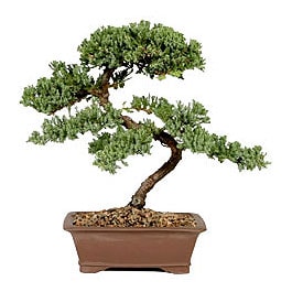 Bonsai kk japon aac i mekan ss bitkisi iekilik 