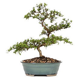 Bonsai kk japon aac i mekan ss bitkisi ieki 