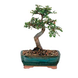 Bonsai kk japon aac i mekan ss bitkisi izmir iekiler 