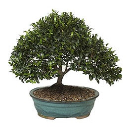 Bonsai kk japon aac i mekan ss bitkisi iek sat 