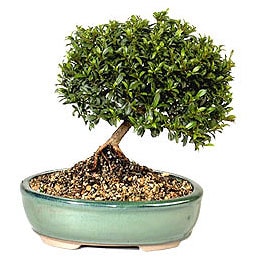 Bonsai kk japon aac i mekan ss bitkisi iek gnderimi 