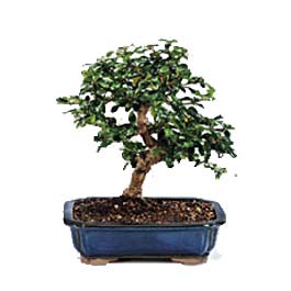 Bonsai kk japon aac i mekan ss bitkisi ucuz ieki 