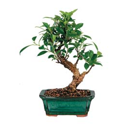 Bonsai kk japon aac i mekan ss bitkisi Anneler gn ieki 