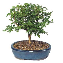 Bonsai kk japon aac i mekan ss bitkisi izmir iek sat 