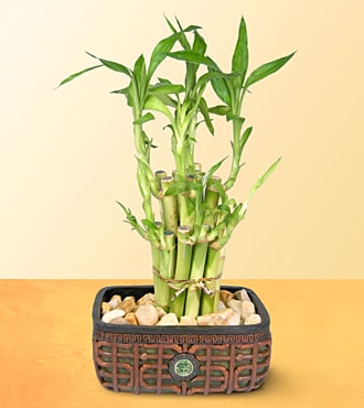 iekiler Lucky Bamboo ans melei iei bambu iei