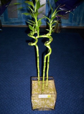 ieki izmir Lucky Bamboo ans melei iei bambu iei