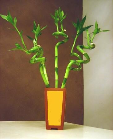 izmirdeki iekiler Lucky Bamboo ans melei iei bambu iei